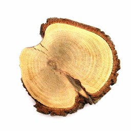 چوب کالباسی درخت گز قطر 9 سانتی‌متر