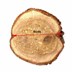تصویر چوب کالباسی درخت گز قطر 6 سانتی‌متر