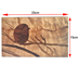 تصویر تابلوی چوبی معرق کاری طرح گنجشک 25 در 15 سانتی‌متر