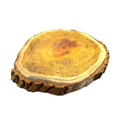 چوب کالباسی درخت توت قطر 30 سانتی‌متر