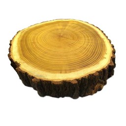 چوب کالباسی درخت توت قطر 35 سانتی‌متر