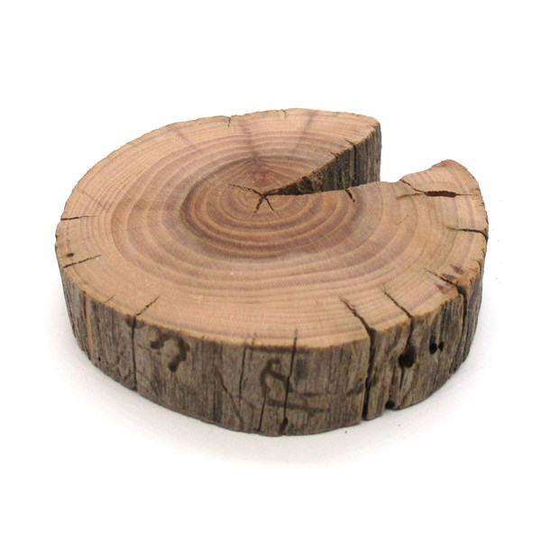چوب کالباسی درخت گلابی قطر 8 سانتی‌متر