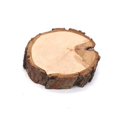 چوب کالباسی درخت گلابی قطر 7 سانتی‌متر